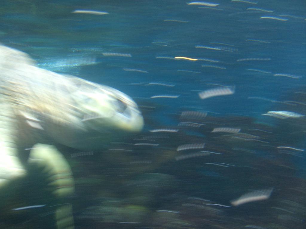 Aquarium 041.JPG